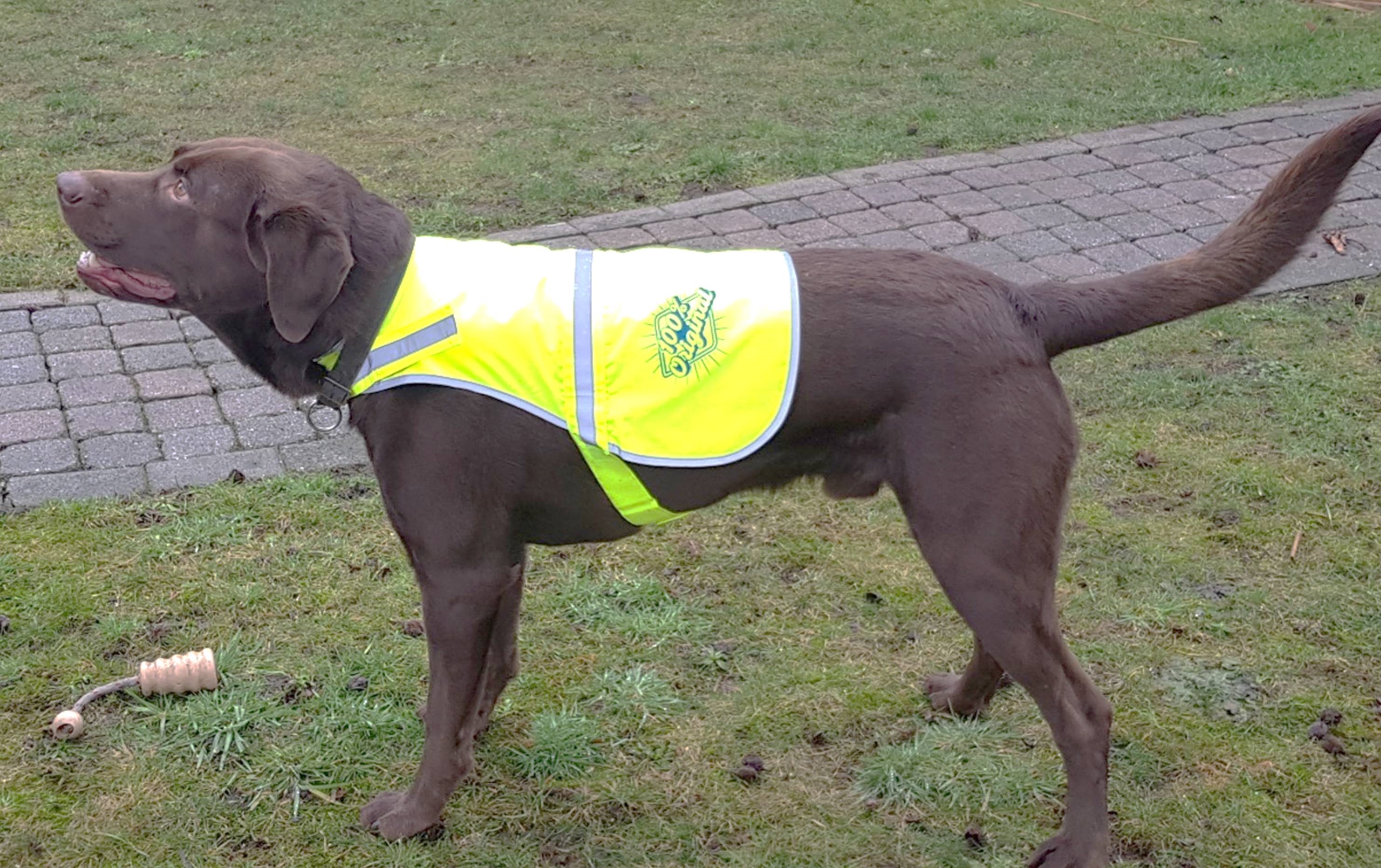 Hunde-Warnweste groß inkl. Wunschmotiv und Name in 3 Größen